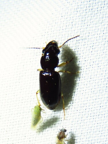 Pogonodaptus mexicanus