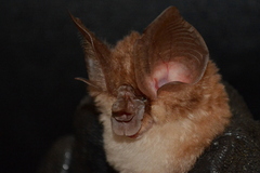 Marshall's Horseshoe Bat photo 3
