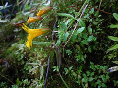 Erythranthe microphylla