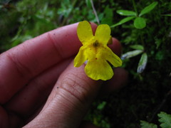 Erythranthe microphylla