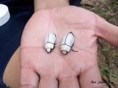 Macropoides crassipes crassipes