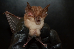 Marshall's Horseshoe Bat photo 2