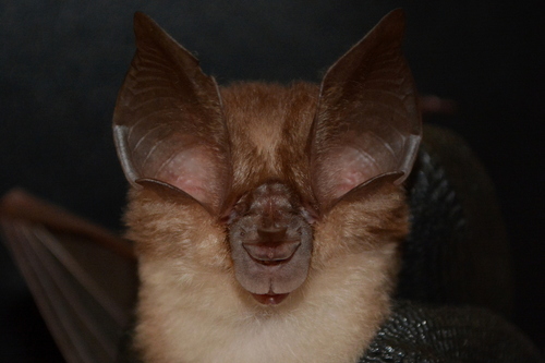 Marshall's horseshoe bat (Rhinolophus marshalli) — Least Concern Mammalia