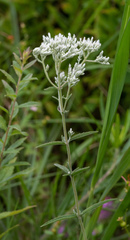 Eupatorium leucolepis