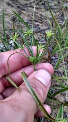 Cyperus grayioides
