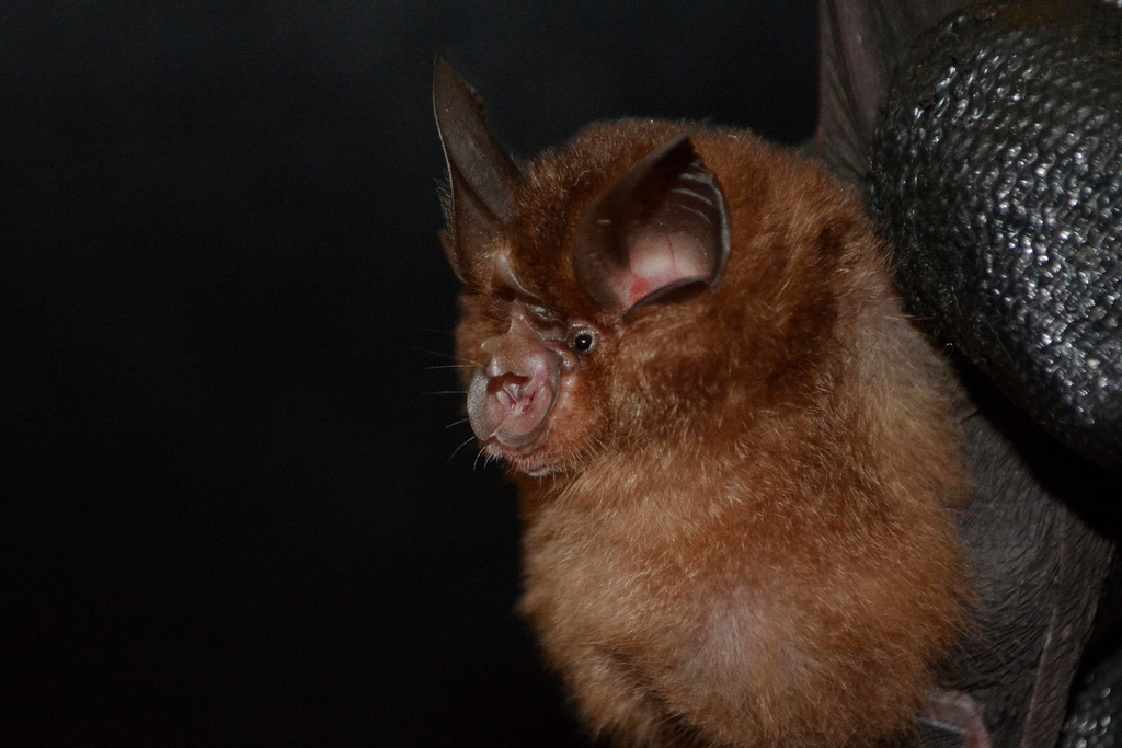Least Horseshoe Bat