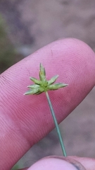 Cyperus grayioides