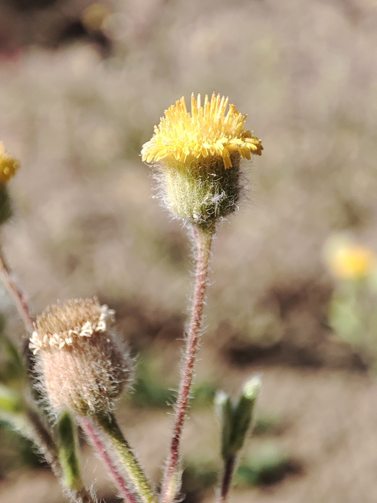 Pulicaria inuloides