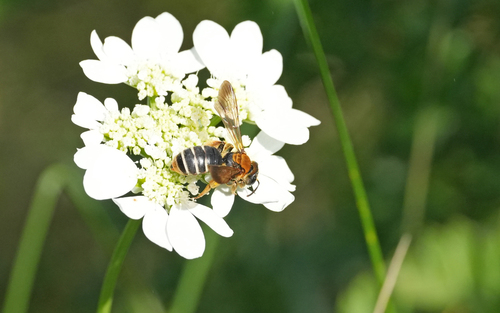 Andrena limbata