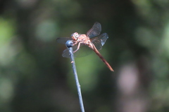 Orthemis ferruginea