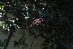 Orthemis ferruginea