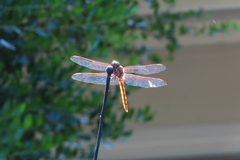 Orthemis ferruginea
