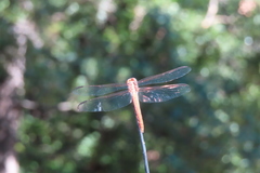 Orthemis ferruginea