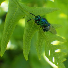 Euperilampus triangularis