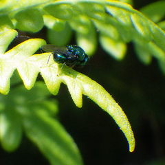 Euperilampus triangularis
