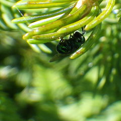 Euperilampus triangularis