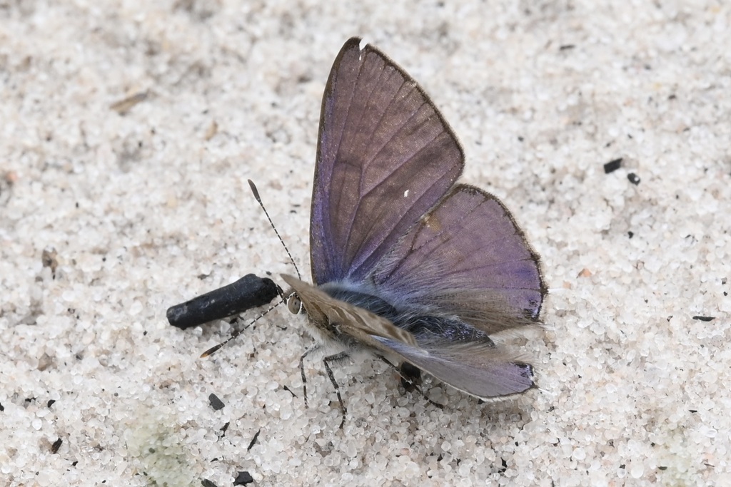 Crawshay’s Hairtail