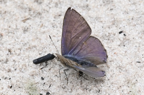 Crawshay’s Hairtail