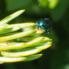 Euperilampus triangularis