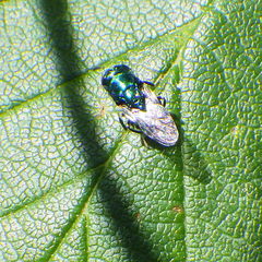 Euperilampus triangularis