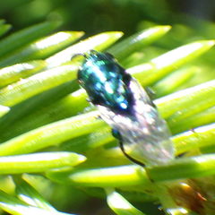 Euperilampus triangularis