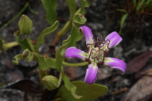 Raphionacme michelii