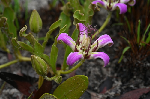 Raphionacme michelii