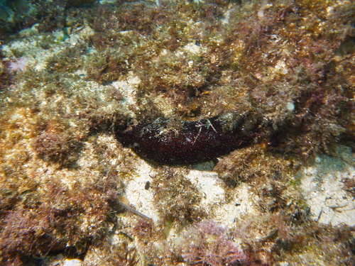 Photo of Poli's sea cucumber (Holothuria poli)