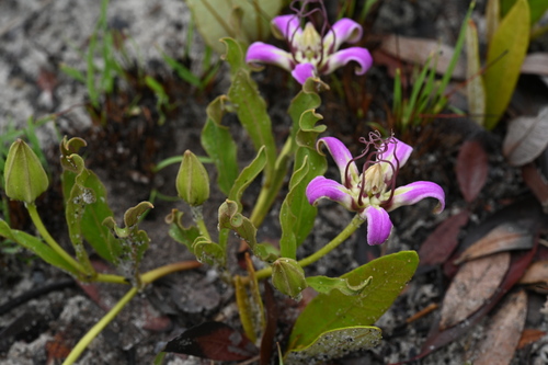 Raphionacme michelii