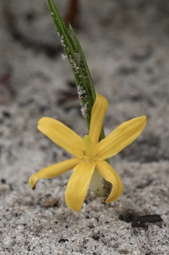 Curculigo pilosa (Curculigo pilosa)