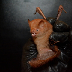 Lesser Hairy-Winged Bat photo 3