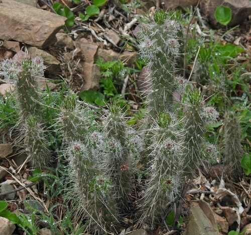 Image of Austrocylindropuntia vestita by no rights reserved
