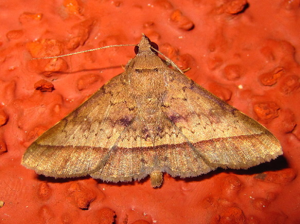 Hypospila