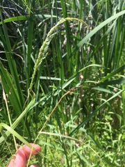 Sphenopholis intermedia