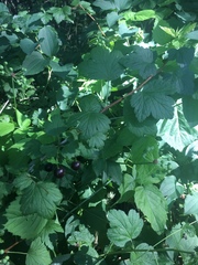 Ribes missouriense