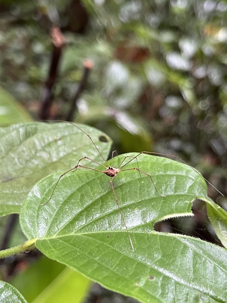 Paecilaema melanacanthum