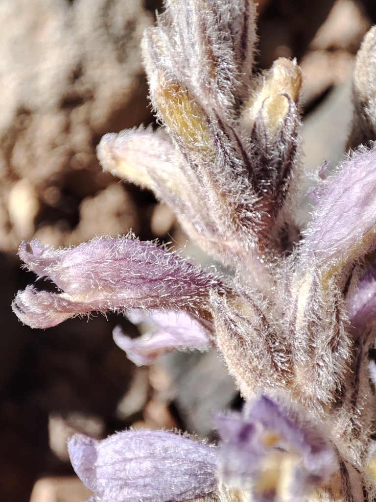 Phelipanche reuteriana