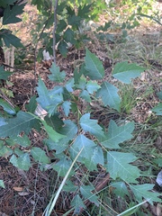 Toxicodendron radicans negundo