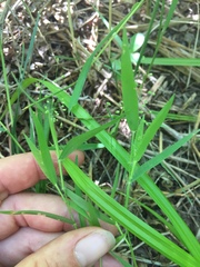 Dichanthelium implicatum