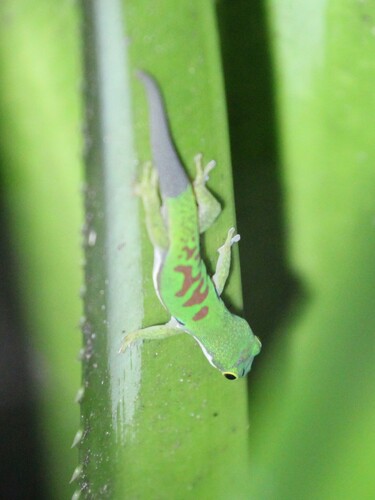 Lesser Madagascar Day Gecko, Phelsuma parva