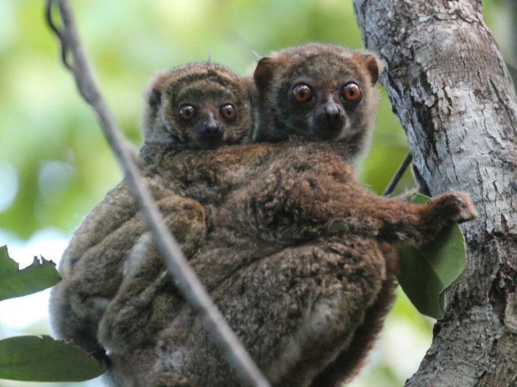 Southern Woolly Lemur