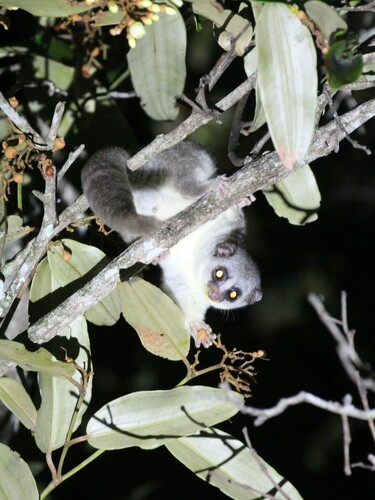 Thomas' Dwarf Lemur