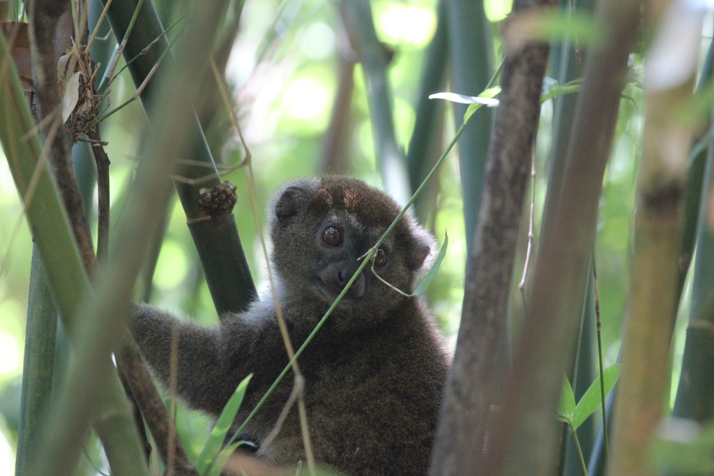Rusty-gray Lesser Bamboo Lemur