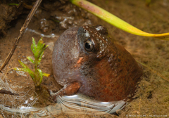 Fat Toadlet photo 1