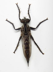 Machimus maneei