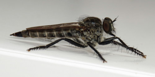 Black-legged Bladetail