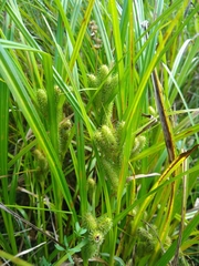 Carex frankii