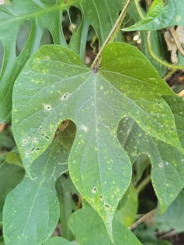 Image of Ipomoea setosa by (c) Eduardo Chacón Madrigal, some rights reserved (CC BY)