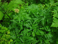 Ligusticum canbyi