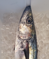Scomberomorus cavalla